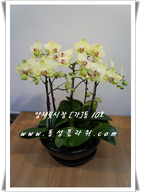 鵿 ۻԴϴ.